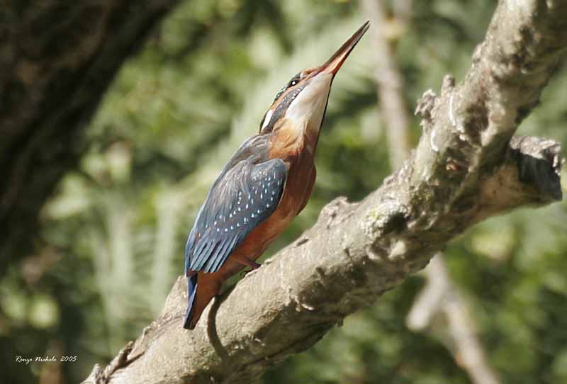 Martin pescatore -  Alcedo atthis